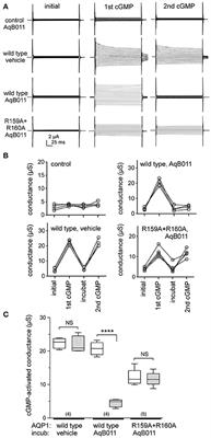 Identification of Loop D Domain Amino Acids in the Human Aquaporin-1 Channel Involved in Activation of the Ionic Conductance and Inhibition by AqB011